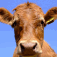 Hello Cow